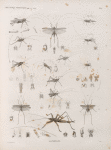 Zoologie. Orthoptères. Sauterelles.