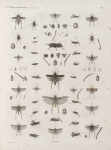 Zoologie. Orthoptères. Criquets.