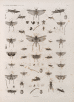 Zoologie. Orthoptères. Criquets.