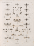 Zoologie. Névroptères. Libellules.