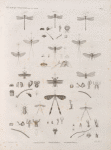 Zoologie. Névroptères. Libellules, Éphémères, Némoptères.