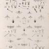 Zoologie. Névroptères. Ascalaphes, Fourmilions, Hémérobes.