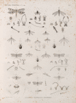 Zoologie. Névroptères. Ascalaphes, Fourmilions, Hémérobes.