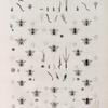 Zoologie. Hyménoptères. Abeilles, Anthophores.