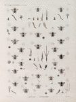 Zoologie. Hyménoptères. Abeilles, Anthophores.