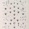 Zoologie. Hyménoptères. Eucères.