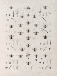 Zoologie. Hyménoptères. Eucères.