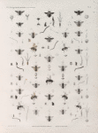 Zoologie. Hyménoptères. Abeilles-Perce-bois; Mégachiles.