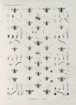 Zoologie. Hyménoptères. Mégachiles, Osmies.