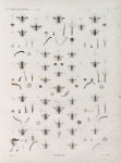 Zoologie. Hyménoptères. Andrènes.