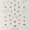 Zoologie. Hyménoptères. Halictes, Sphécodes.