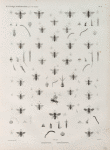 Zoologie. Hyménoptères. Halictes, Sphécodes.