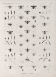 Zoologie. Hyménoptères. Andrénes, Hylées.