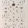 Zoologie. Hyménoptères. Guèpes sociales, Eumènes ou Guèpes solitaires.