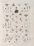 Zoologie. Hyménoptères. Guèpes sociales, Eumènes ou Guèpes solitaires.