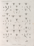 Zoologie. Hyménoptères. Philantes, Crabrons.