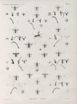 Zoologie. Hyménoptères. Mellines, Larres.