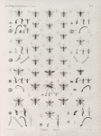 Zoologie. Hyménoptères. Larres, Sphex.