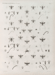 Zoologie. Hyménoptères. Pompiles.