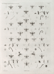 Zoologie. Hyménoptères. Pompiles.