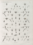 Zoologie. Hyménoptères. Mutilles.