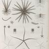 Zoologie. Echinodermes. Comatules, Ophiures.