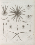 Zoologie. Echinodermes. Comatules, Ophiures.