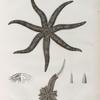 Zoologie. Echinodermes. Astéries.