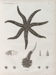 Zoologie. Echinodermes. Astéries.
