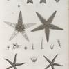 Zoologie. Echinodermes. Astéries.