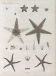 Zoologie. Echinodermes. Astéries.