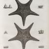 Zoologie. Echinodermes. Astéries.