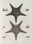 Zoologie. Echinodermes. Astéries.