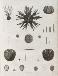 Zoologie. Echinodermes. Oursins.