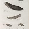 Zoologie. Echinodermes. Holothuries.