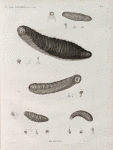 Zoologie. Echinodermes. Holothuries.