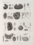 Zoologie. Ascidies. Polyclines, Aplides.