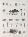Zoologie. Polypes. Actinies, Polypes tubifères.