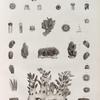 Zoologie. Polypes. Isaures libres, Isaures fixées, Nephthées.