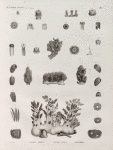 Zoologie. Polypes. Isaures libres, Isaures fixées, Nephthées.