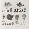 Zoologie. Polypes. Polypes corticaux.