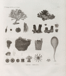 Zoologie. Polypes. Polypes corticaux.