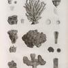 Zoologie. Polypes. Madrépores.