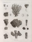 Zoologie. Polypes. Madrépores.
