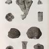 Zoologie. Polypes. Madrépores.