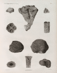 Zoologie. Polypes. Madrépores.