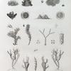 Zoologie. Polypes. Polypes à tuyaux.