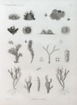 Zoologie. Polypes. Polypes à tuyaux.