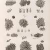 Zoologie. Polypes. Flustres.