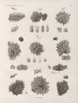Zoologie. Polypes. Flustres.